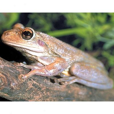 Cuban Tree Frog