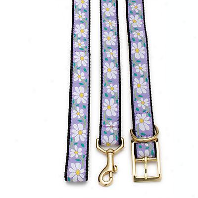 Daisy Collar And Leads