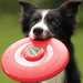 Disc-o-dog Frisbee By Animate