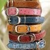 Embossed Lwather Dog Collars