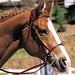 Essex Chestnut Raised Bridle