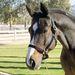 Ess3x® Leather Halter - Horse Or Cob