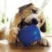 Everlasting Treat Ball For Dogs