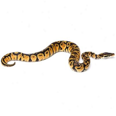 Fancy Ball Python