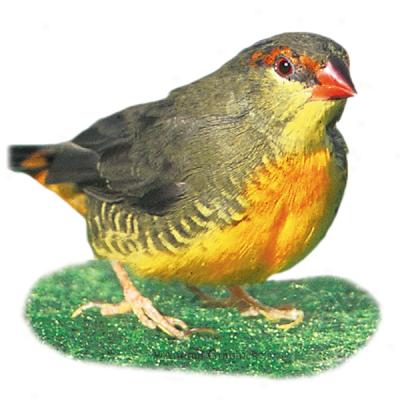 Gold Breasted Finch