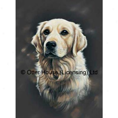 Golden Retriever Languish