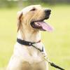 Good Dog Training Collars By Radio Systems