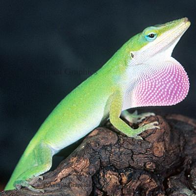 Green Anole