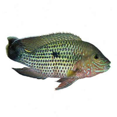 Green Terror Cichlid