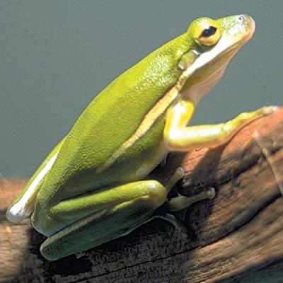 Flourishing Tree Frog