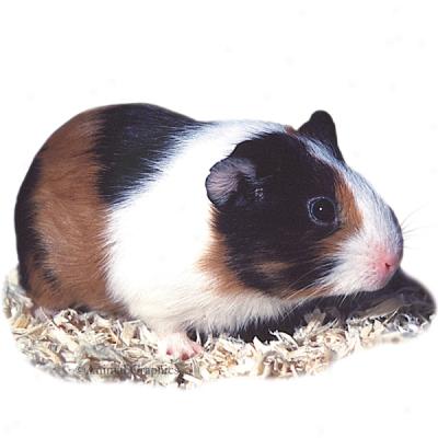 Guinea Pig