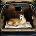 Heated Suv Dog Bed And Accesories