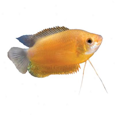 Honey Sunset Gourami