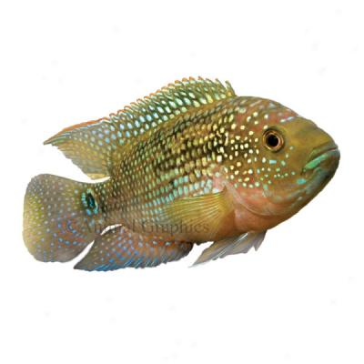 Jack Dempsey Cichlid