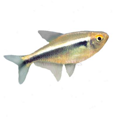 Jumbo Neon Tetra