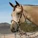 Knotted Headstall With Rawhide Core Bosal And Mane Hair Mecate