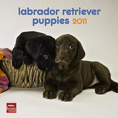 Labrador Retriever 2011 Mini Wall Calendar