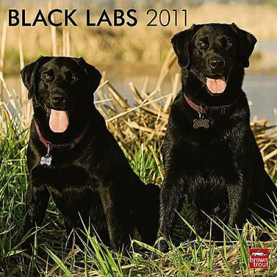 Labrador Retrievsr (black) 2011 Calendar