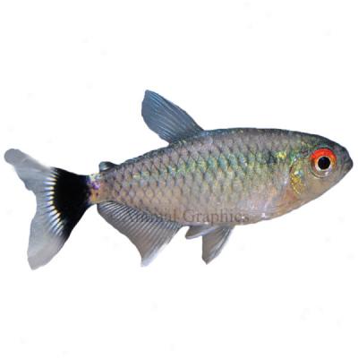 Lamp Eye Tetra