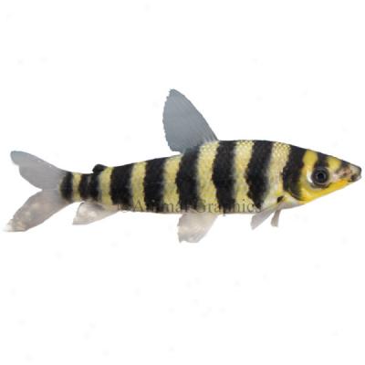 Leporinus Fasciatus