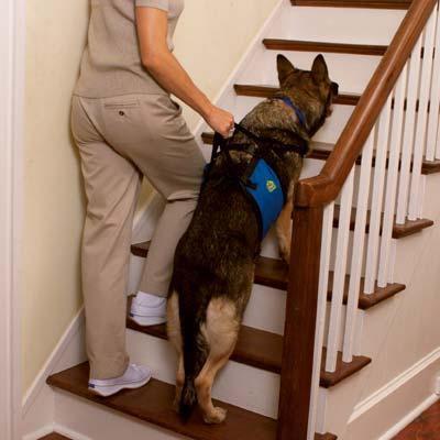 Lift-n-aid Mobility Dog Harness