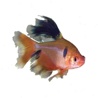 Long Fin Red Minor Tetta