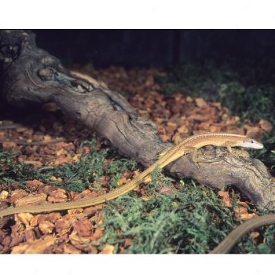 Long-tailed Lizard