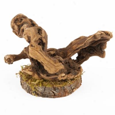 Mac's Driftwood Collection Reptile Tree