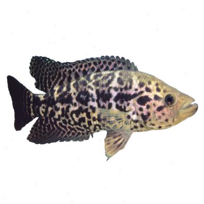 Managuense Cichlid