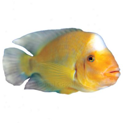 Midad Cichlid