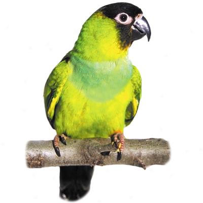 Nayday Conure