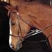 Nottingham Leather Martingale Rein Set