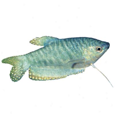 Opaline Gourami