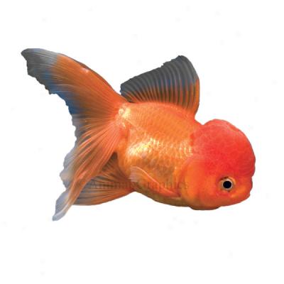 O5anda Goldfish