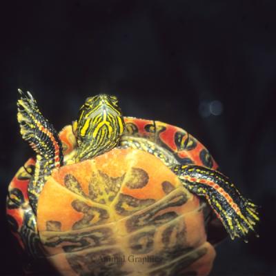 Painted Turtle