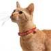 Personalized Adjustable Cat Collar