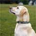 Personalized Adjustable Nylon Dog Collar