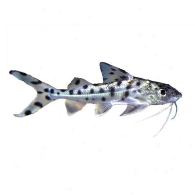 Pictus Catfish