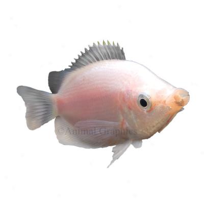 Pink Kissing Gourami