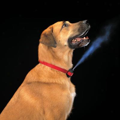 Premieer Gentle Spray Citronella Anti-bark Dog Collar