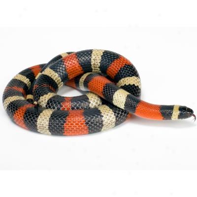 Pueblan Milm Snake
