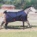 Rambo Medium Turnout Rug