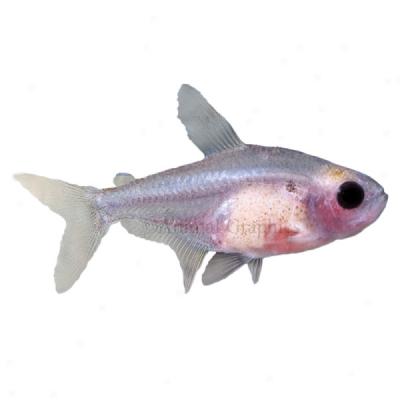 Red Belly X-ray Tetra