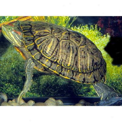 Red Eared Slider