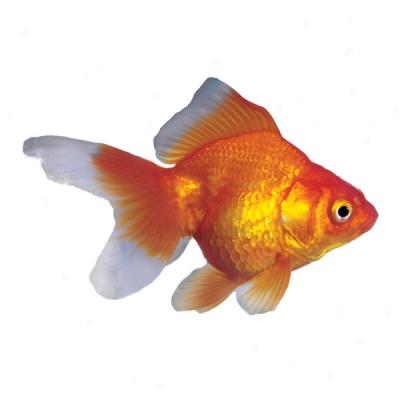 Red Ryukin Goldfish