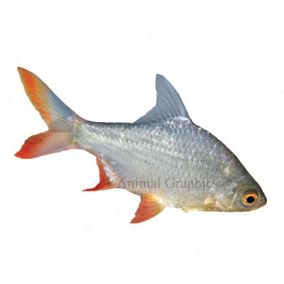 Red Tail Tinfoil Barb