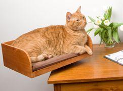 Accomplished Feline Kitt-in Box Desk Bed - Mahogany (sss)
