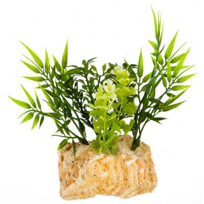 Rockgarden Assorted Small Plants With Tufa Stone Base