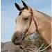 Roping Reins In Butter Nylon With Rawhide Knots