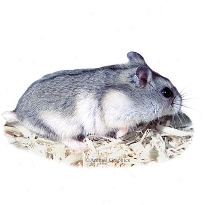 Russian Dwarf_Hamsters